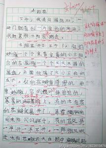 我喜欢太阳花作文600字 我喜欢太阳花400字作文