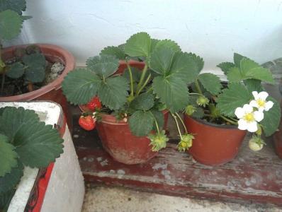 草莓在家怎么种植盆栽 盆栽草莓的种植方法及时间