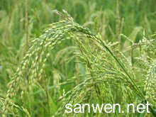 旱稻种植技术 旱稻种植时如何处理种子
