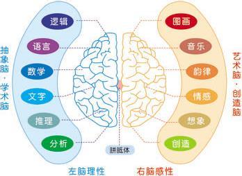 记忆是左脑还是右脑 右脑记忆和左脑记忆的区别