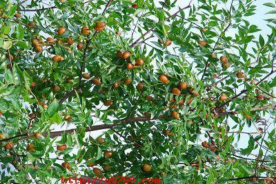 冬枣种植技术 冬枣园的种植管理方法是怎样的