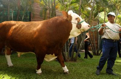 世界上最大的种公牛 世界上最大的肉牛