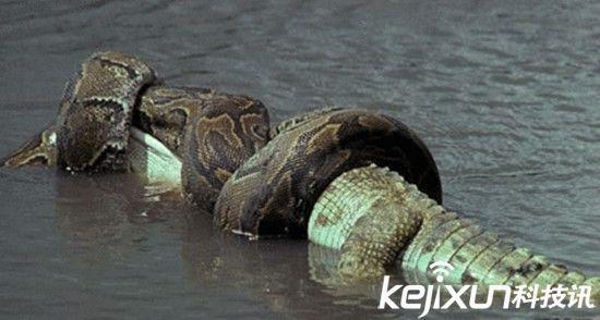 世界上最大的蟒蛇王 全世界最大的蟒蛇