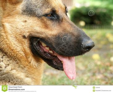 世界上舌头最长的人 世界上舌头最长的狗是哪只狗狗呢