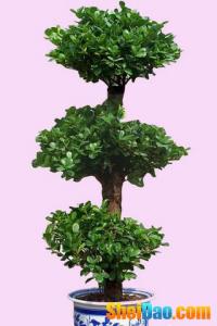 发财树养殖注意事项 关于盆栽发财树的养殖方法和注意事项