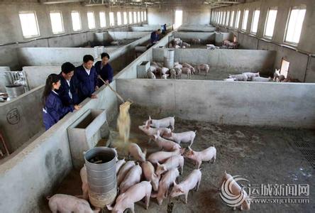 母猪饲养新技术 肉猪饲养方法_肉猪饲养技术