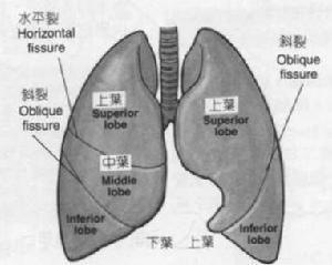 肺部疼痛是什么原因 肺痛的原因有哪些