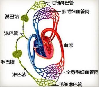 如何促进淋巴系统排毒 淋巴系统排毒方法