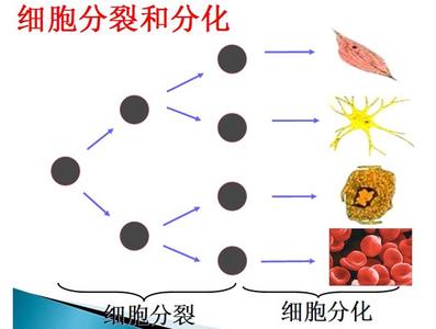 高一生物细胞增殖 高一生物《细胞增殖》教案