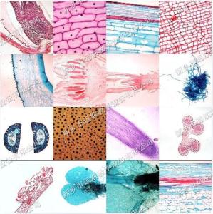观察永久切片 观察人体的基本组织永久切片 初中生物实验