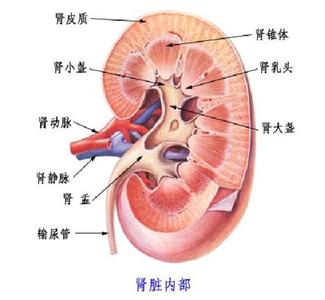 贫血怎么形成的造成的 贫血是怎么形成的