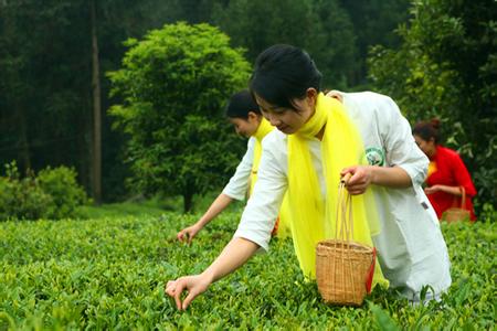 茶文化的弘扬与发展 茶文化怎么弘扬与发展