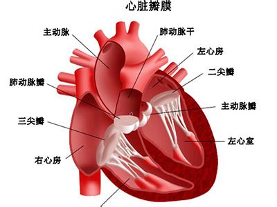检查心脏病的方法 检查肝脏与心脏有毒的方法是什么