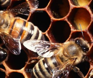 蜜蜂的发声器官 蜜蜂的发声器官是什么
