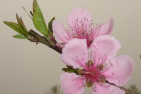 描写桃花的现代诗歌 关于桃花的现代诗歌 描写桃花的诗歌