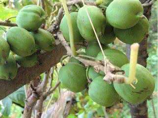 软枣猕猴桃种植 如何种植软枣猕猴桃
