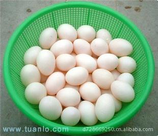 夏季如何提高生菜产量 夏季如何提高鸽蛋质量