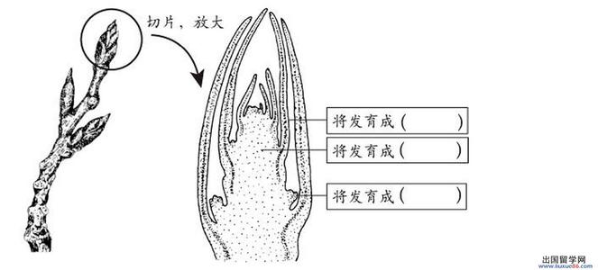 初一生物备考知识：植株的生长