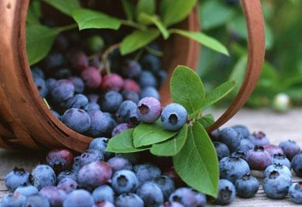 广西蓝莓种植示范园 广西蓝莓种植方法是什么