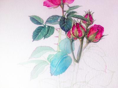 水彩画教程步骤花卉 花卉写水彩画步骤
