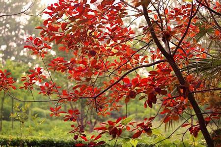 红叶醉秋色 在春天与秋色撞个满怀——校园春日红叶