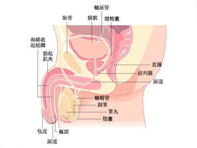 男人睾丸潮湿用什么药 男人睾丸潮湿怎么回事