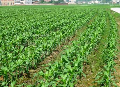 东北玉米种植技术 东北玉米种植技术是什么