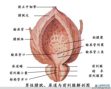 吃中药治疗前列腺增生 前列腺增生的中医治疗方法