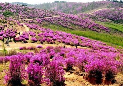 春天适合去哪里旅行 春天适合去哪里旅游 春天适合去哪里旅行 春天去那旅游最好