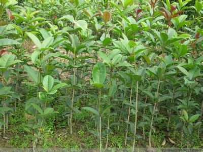 桂花种子怎么种植方法 桂花种子种植的方法是什么