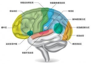 听觉的适宜刺激 听觉刺激是开发大脑潜能的钥匙