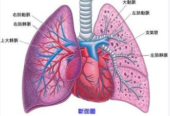 肺纤维化怎么治疗 肺纤维化形成的原因 怎么治疗肺纤维化