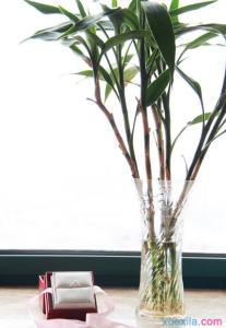 水竹叶子发黄怎么办 水竹的养殖方法和注意事项