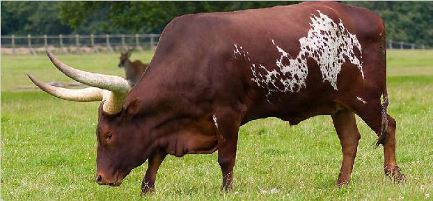 西门塔尔公牛饲养技术 如何饲养种公牛