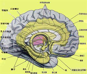 学习记忆的大脑功能定位