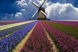 描写荷兰风车的作文 关于描写荷兰风车的作文