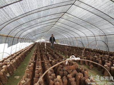 香菇种植大棚图片 大棚种植香菇_大棚如何种植香菇