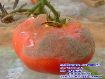 西红柿的种植方法 大地西红柿的种植方法