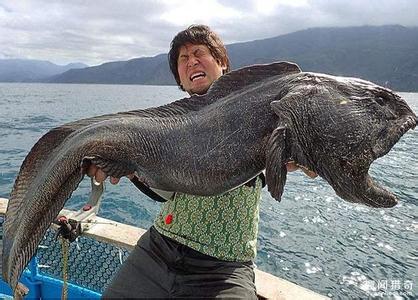 世界上最大的螃蟹 世界上最大的鲨鱼