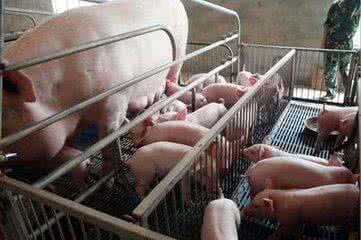 妊娠母猪的饲养管理 妊娠母猪的饲养管理方法