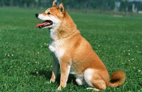 柴犬如何饲养 如何饲养日本柴犬