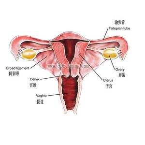 女人子宫卵巢食疗保养 卵巢和子宫对女人有什么意义
