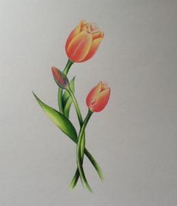 铅笔画花朵图片简单 简单的花的铅笔画图片
