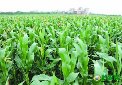 玉米高产种植新方法 玉米高产种植小技巧