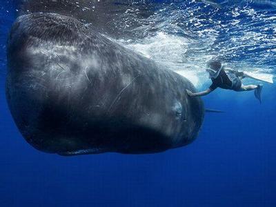 世界上最长的鲸鱼 世界上最长鲸鱼