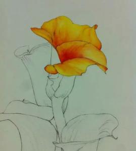 水彩花卉的画法及染色 水彩花卉干画法