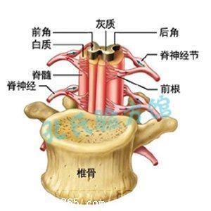 治疗脊髓空洞症的中药 脊髓空洞症的中医治疗方法