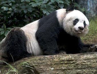 世界上最长寿的人几岁 世界上最长寿的大熊猫多少岁