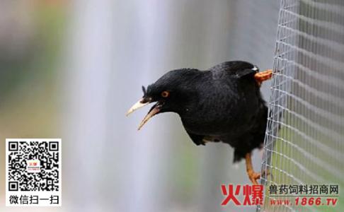 八哥鸟怎么养 八哥鸟的生活习性