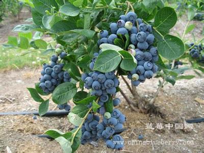 广东蓝莓种植 广东蓝莓种植方法有什么
